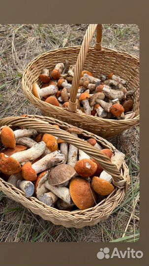 Грибы свежие подосиновики