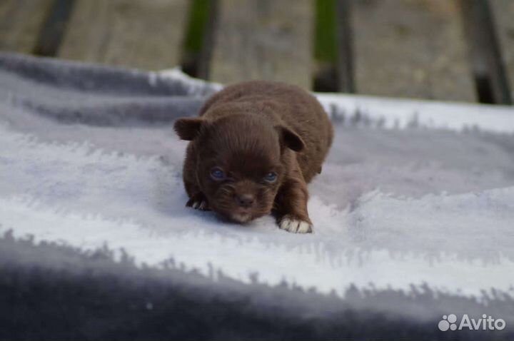 Шоколад и голубой