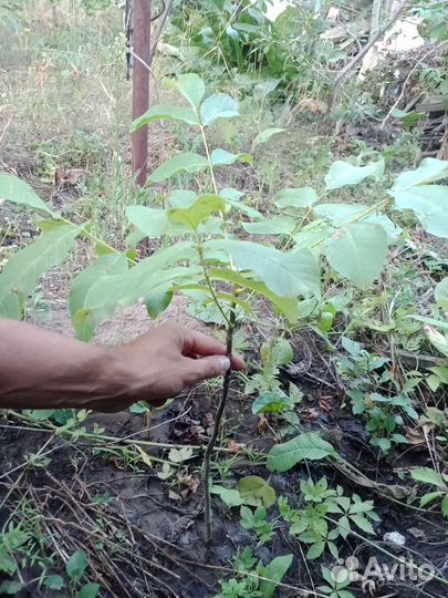 Грецкий орех саженцы