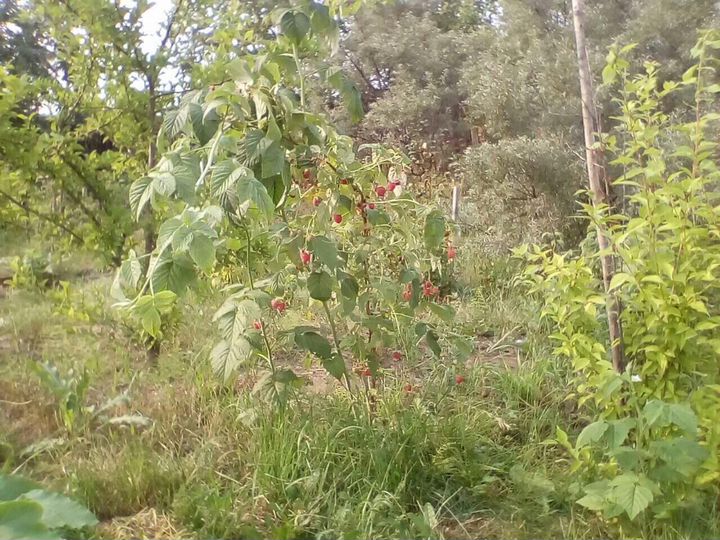 Дом 50 м² на участке 10 сот.