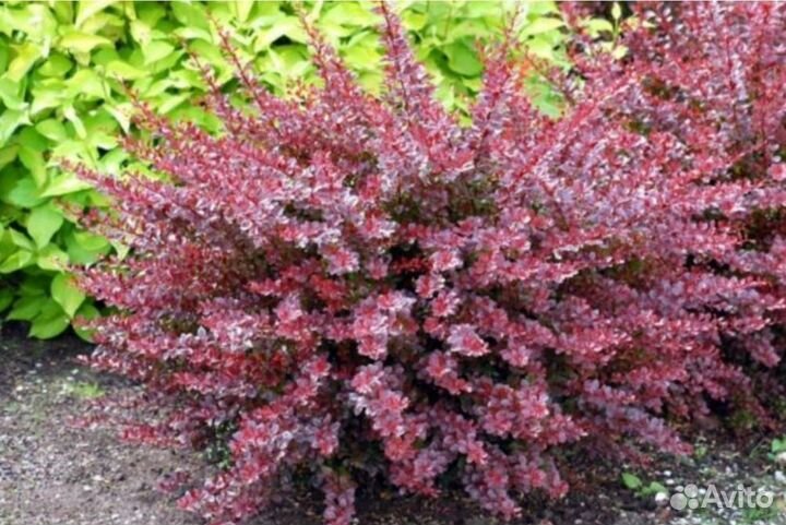 Барбарис, Барбарис Тунберга Golden Ring (Голден)