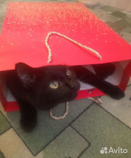 Домашняя передержка для кошек и котиков