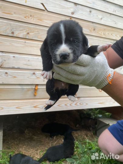 Очаровательные щенки