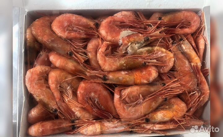 Креветка Северная