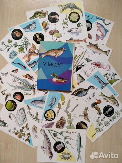 Открытки с морскими животными, винтаж