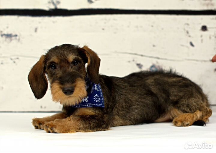 Таксенок мальчик