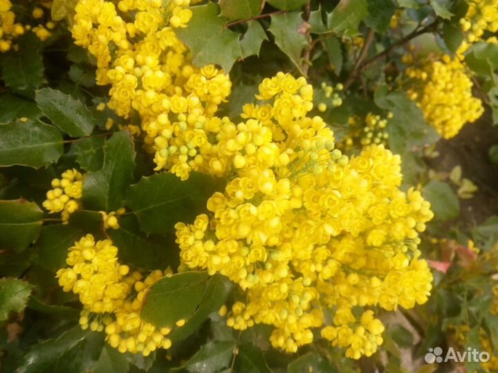 Магония падуболистная, керрия пестролистная Пикта