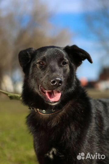 Берту сдали в приют как ненужную вещь