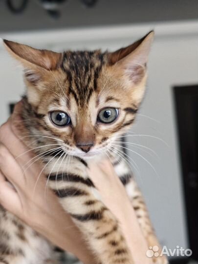 Бенгальская кошка