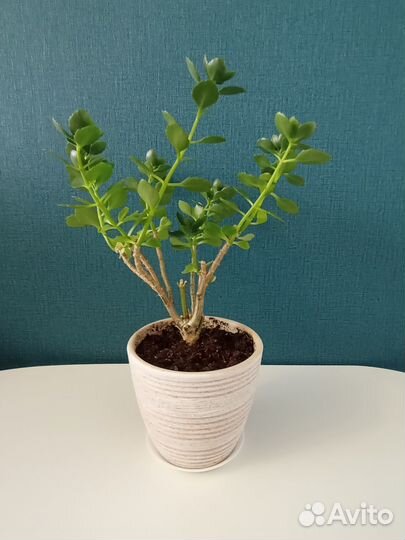 Комнатные цветы/ растения/ Каланхое