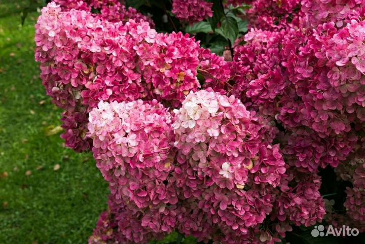 Гортензия Лидия Самарская