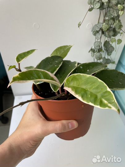 Хойя Кримсон Квин (Krimson queen)