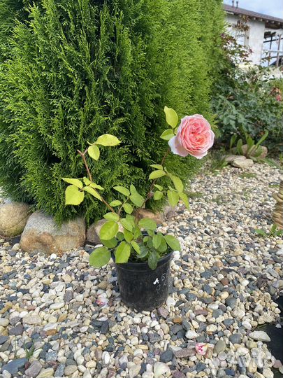 Саженцы роз, туй