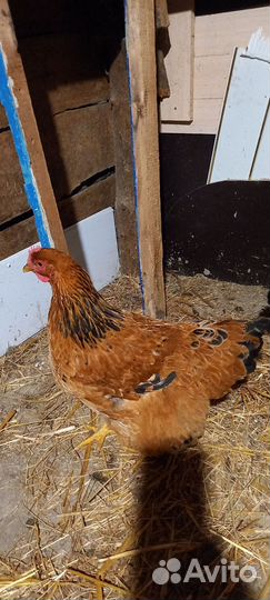 Петух кохинхин мрамарныи