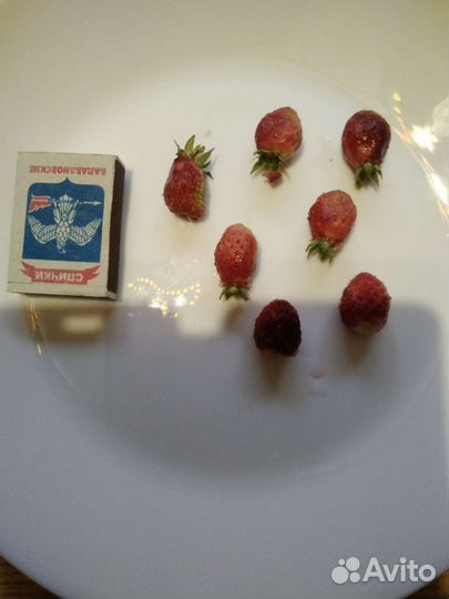 Земклуника Пенелопа