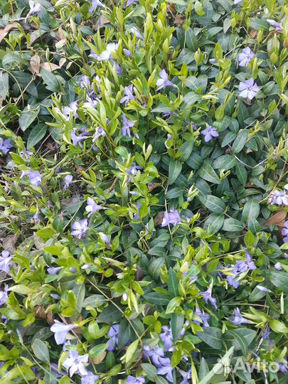 Барвинок, лён,анемона белая,гайлардия,энотера