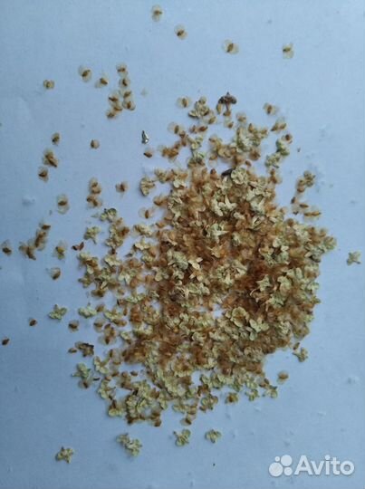 Семена Березы опт