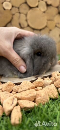 Самые маленькие карликовые кролики