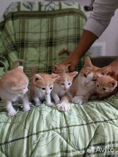 Рыжий котёнок в добрые руки