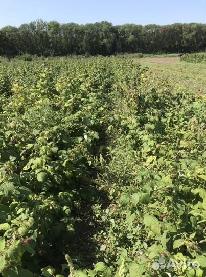 Саженцы ремонтантной малины