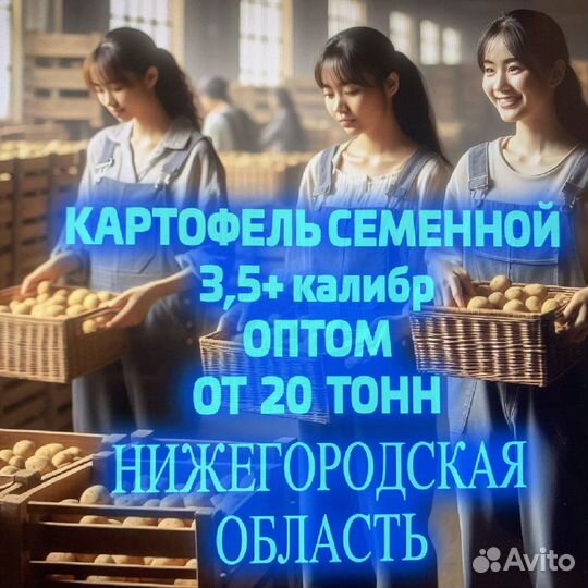 Семенной картофель оптом. Нижний Новогород