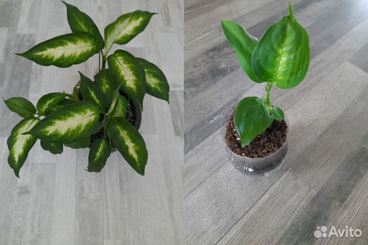 Комнатные растения