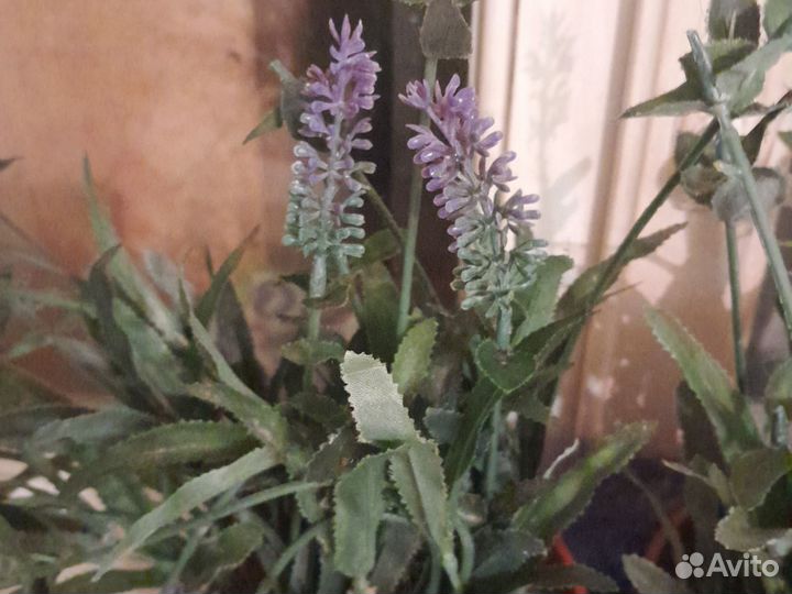 Лаванда в горшке
