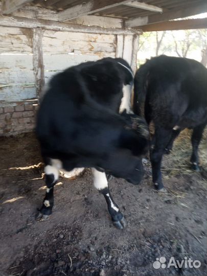 Бычок и телка