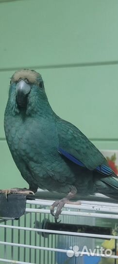 Попугай какарик