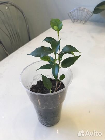 Фикус бенджамина наташа