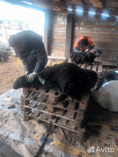 Стрижка овец