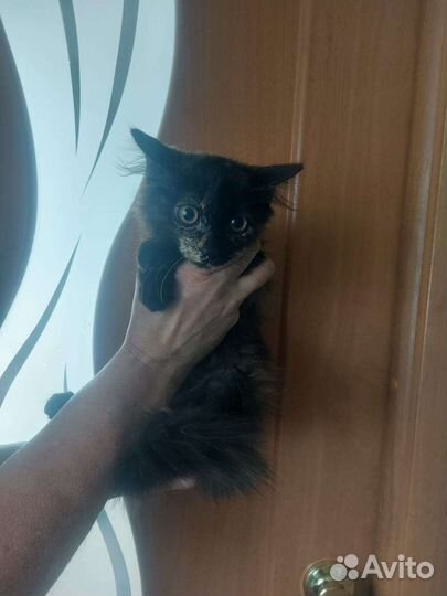 Кошка в дар