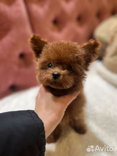 Микро девочка из Китая