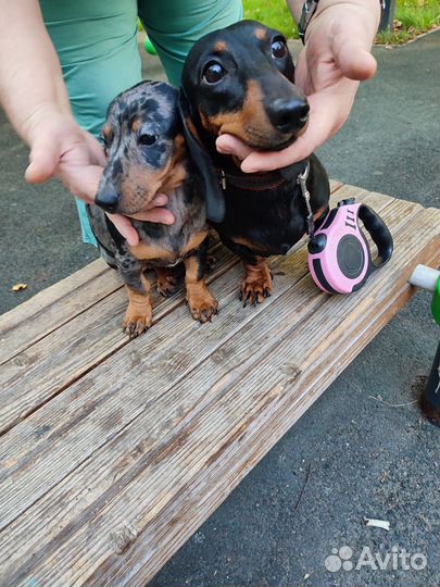 Карликовая такса щенки