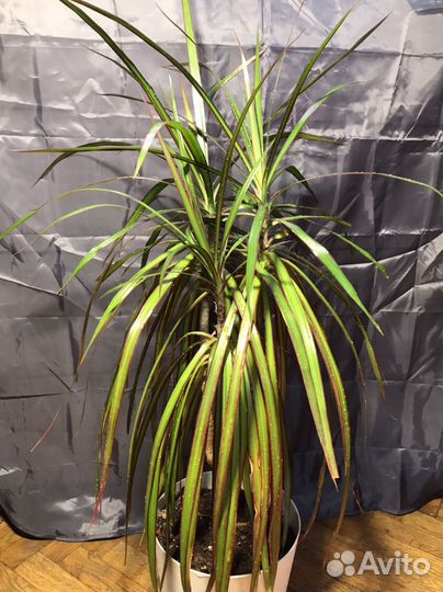 Драцена маргината