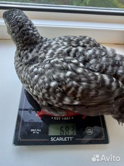 Яйцо Мастер Грис цветной бройлер Испания, Венгрия