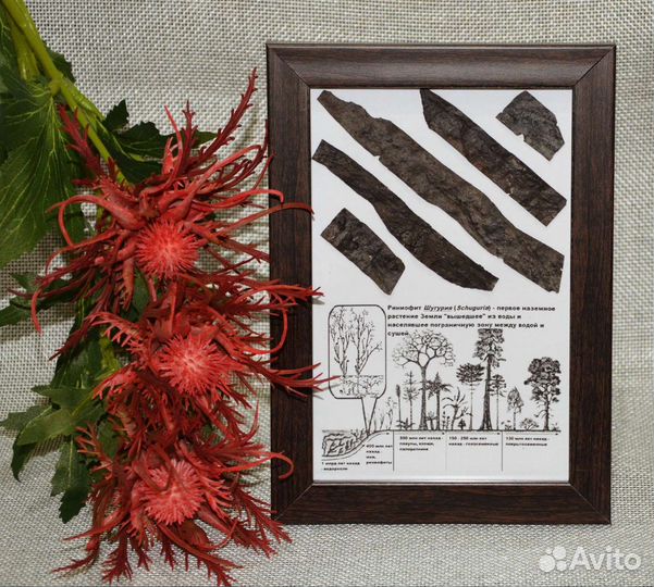 Риниофиты (первые растения) и окаменелые водоросли