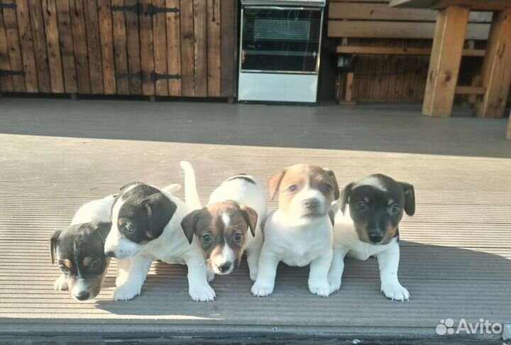 Джек Рассел терьер