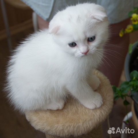 Манчкин котята белые вислоухие с длинными лапам объявление продам