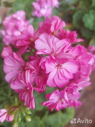 Герань Пеларгония Pac Spanish wine rose