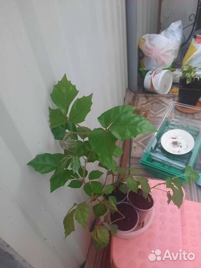 Циссус березка