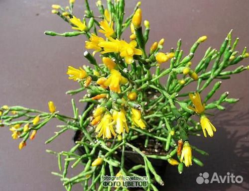 Хатиора, денежное дерево