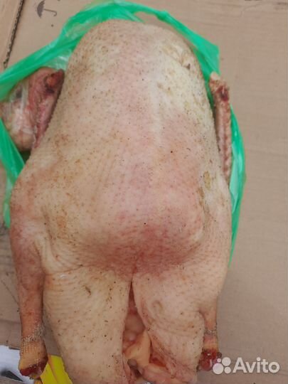 Гусь домашний мясо