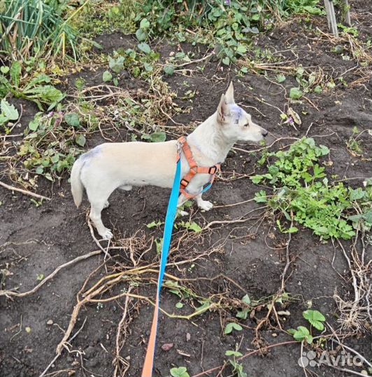 Дик ищет дом