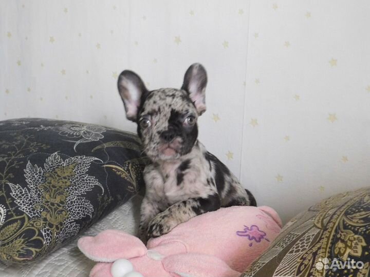 Щенок Французского Бульдога. Шикарная девочка:)