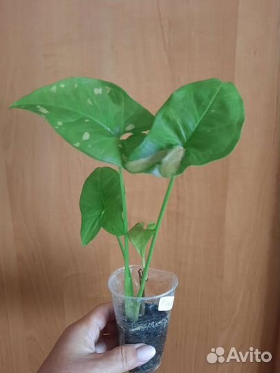 Сингониумы