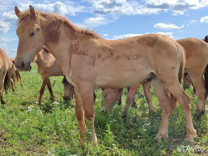 Жеребята, жеребчики