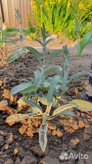 Вероника седая