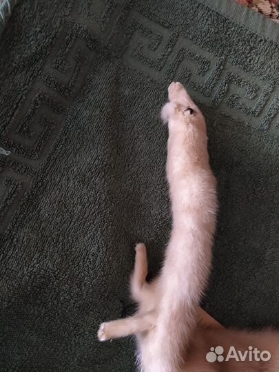 Горжет. Норка натуральная