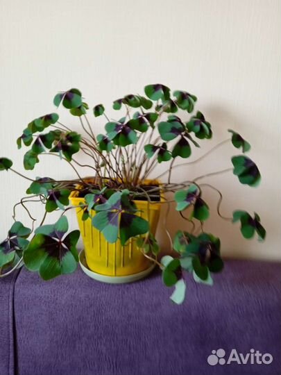 Кислица оксалис 3 сорта